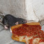 rodent