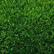 травка не отравка