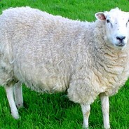 Rampaging sheep