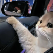 蒸蛋狂热爱好者