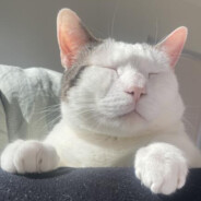 Paperpaws