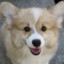 Miss_Corgi