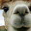Hug.The.Llama ._.