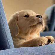 狗熊岭第一凑向