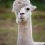 Laughing-Llama