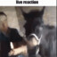 juhan para le hors