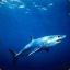 silverblackshark