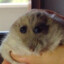 Hampter