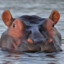 Humble Hippo