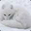 Snow Fox