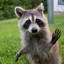 RacOOn