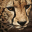 LORS_006