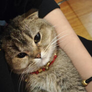 想做black哥哥怀里的猫