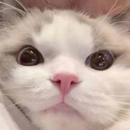 练习两年半的猫