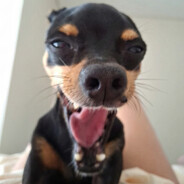 sonia metralha's avatar