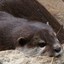 Loutre