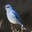 Chirp