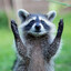 TrashPanda