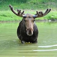 Sea-Moose