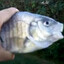 Killer Fish from San Diego
