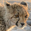 thewhitepaw