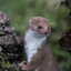 Weasel