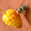 The Vile Fruit Fly