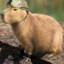 capybara