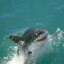 prof. shark