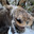 moose