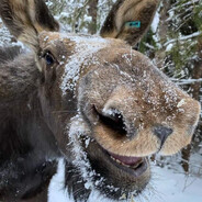 moose