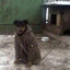Палыч