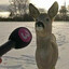 Dog.mp3