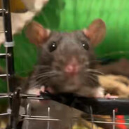 bucephalus bouncing ball