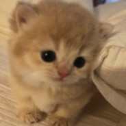 kitty