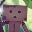 danbo