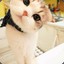 Cycatt98
