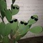 Cool Cactus
