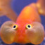 meep
