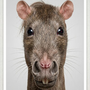Rato ∄