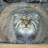 Fat Cat