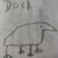 dUcK