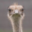OSTRICH