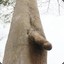 Tree Dick