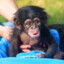 Chimp Chimpington III Esq