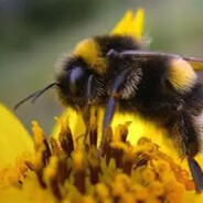 шмелиная попа