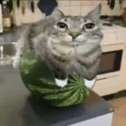 善人灬