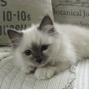 Данил Колбасенко