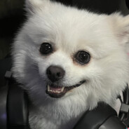 讨厌腚缝夹住苦茶子