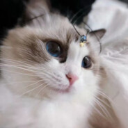 有刀不发我就开摆